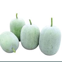 Ash Gourd