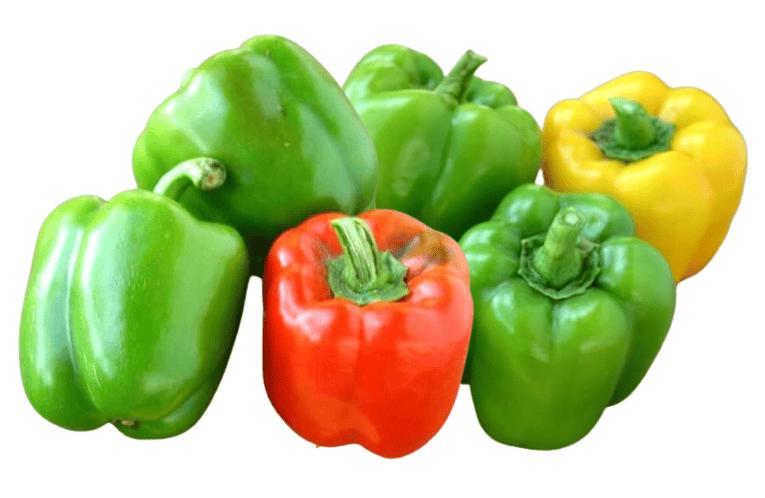 Capsicum