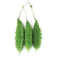 Bitter Gourd