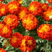 Marigold