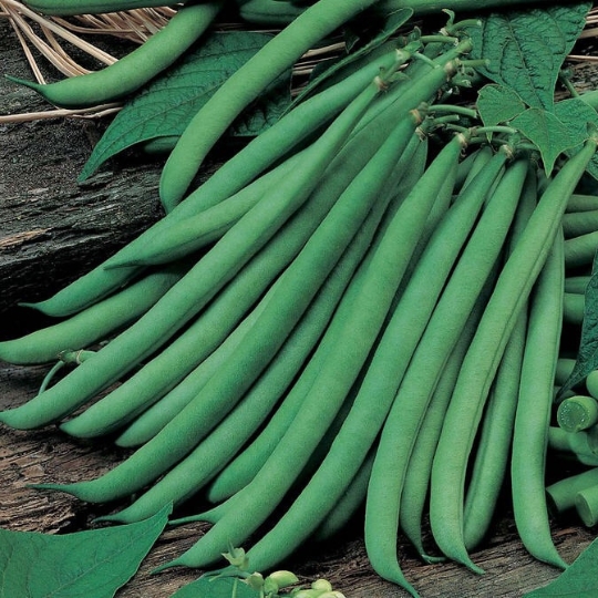 Beans