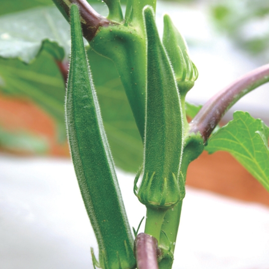 Bhindi