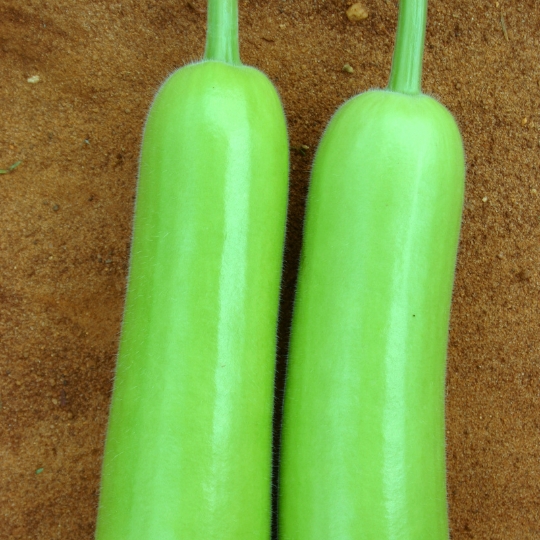 Bottle Gourd