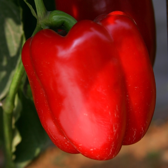 Capsicum
