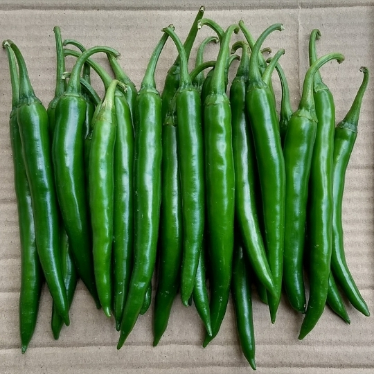 Chilli