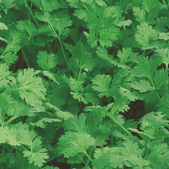 Coriander