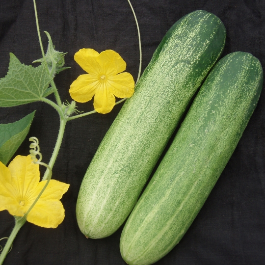 Cucumber