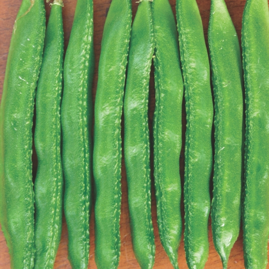 Dolichos Beans