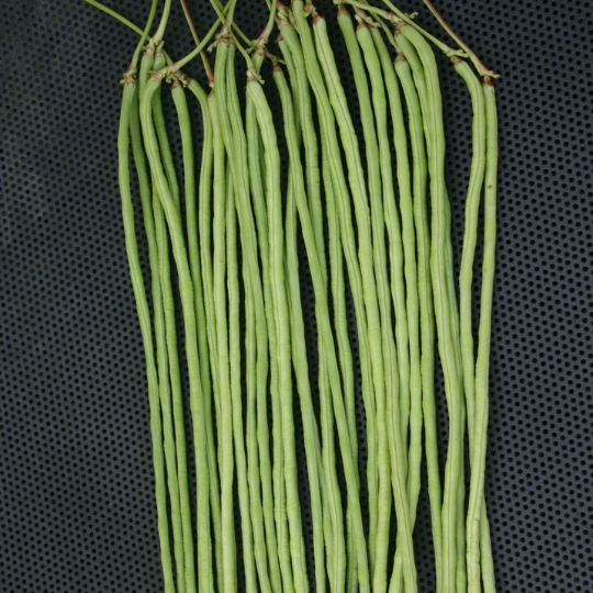 Lobia