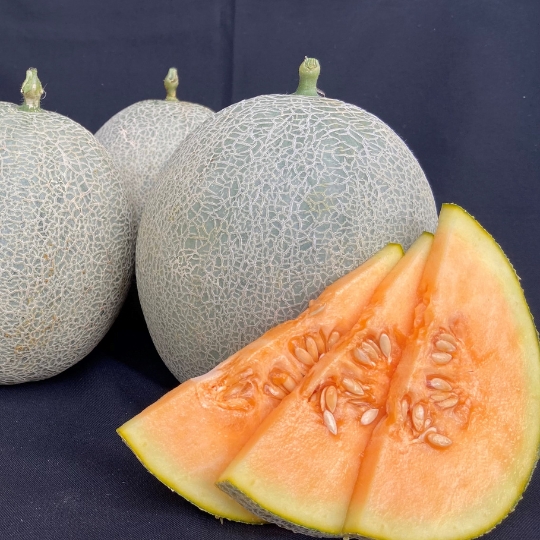 Muskmelon