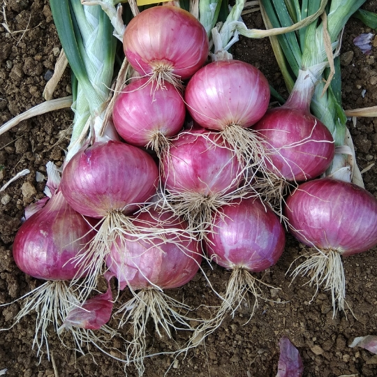 Onion