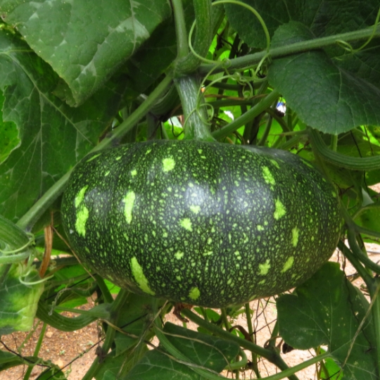Pumpkin
