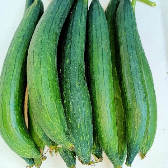 Sponge Gourd