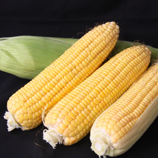 Sweet Corn
