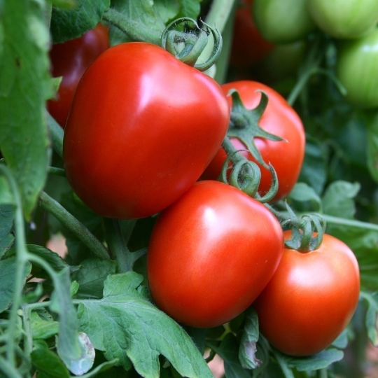 Tomato