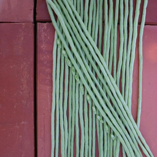 Yard Long Beans